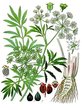Selery medicinal plants in the Donbas