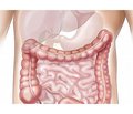 Role of visceral hypersensitivity in the development of irritable bowel syndrome