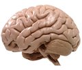Carbacetam influence on cognitive disturbances in experimental brain injury, possible vasopressin role