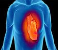 Роль внутриутробного антигенного влияния в морфогенезе сердечно-сосудистой системы