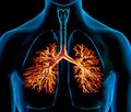 Эхинацея композитум С — биорегуляционный подход при заболеваниях дыхательных путей