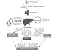 Роль мікроРНК у розвитку захворювань гепатобіліарної системи