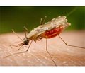 Современная ситуация по малярии в Астраханской области