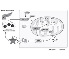 Три контури захисту мітохондрій при гострому панкреатиті: біоенергетика, редокс-баланс і блокада пори перехідної проникності
