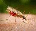 Breakthrough in Malaria Treatment