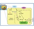 Механизм действия активированных азотсодержащих метаболитов в респираторном тракте. Провоспалительное действие (часть 2)