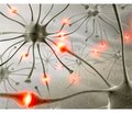 Фібриновий біоматрикс як середовище для підтримки життєдіяльності, направленого диференціювання та трансплантації нейрогенних прогеніторних клітин різного походження (огляд)