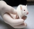 Стан системи «ліпопероксидація —  антиоксидантний захист» у селезінці щурів з ускладненням стрептозотоцин-індукованого діабету неповною глобальною ішемією-реперфузією головного мозку