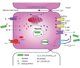 Особливості метаболізму вітаміну D при діабетичному ураженні нирок