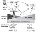 Epigenetics, cell cycle and stem cell metabolism. Formation of insulin-producing cells