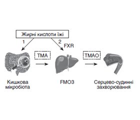 Продукт метаболічної активності кишкового мікробіому триметиламін-N-оксид (ТМАО) — біомаркер прогресування атеросклерозу й серцево-судинних ускладнень у хворих на цукровий діабет 2-го типу