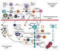 Роль автоімунних процесів при демієлінізуючих захворюваннях нервової системи: фокус на розсіяний склероз