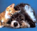 Домашние животные и сердечно-сосудистый риск