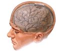 Системные проявления неспецифической воспалительной реакции при травматической болезни головного мозга  